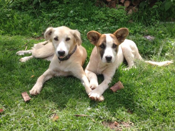 Reorganización en el Corazón de AN : The ANvisible