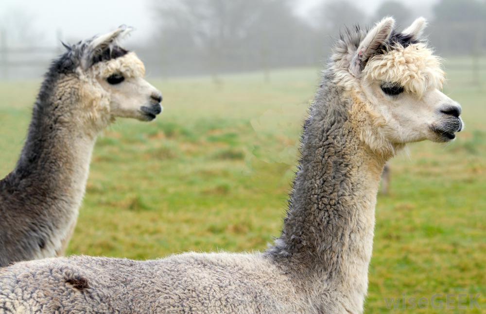 AN08 Buying two four Small Alpacas of AN & Building a Shed DONE